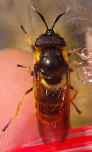 Callicera spinolae